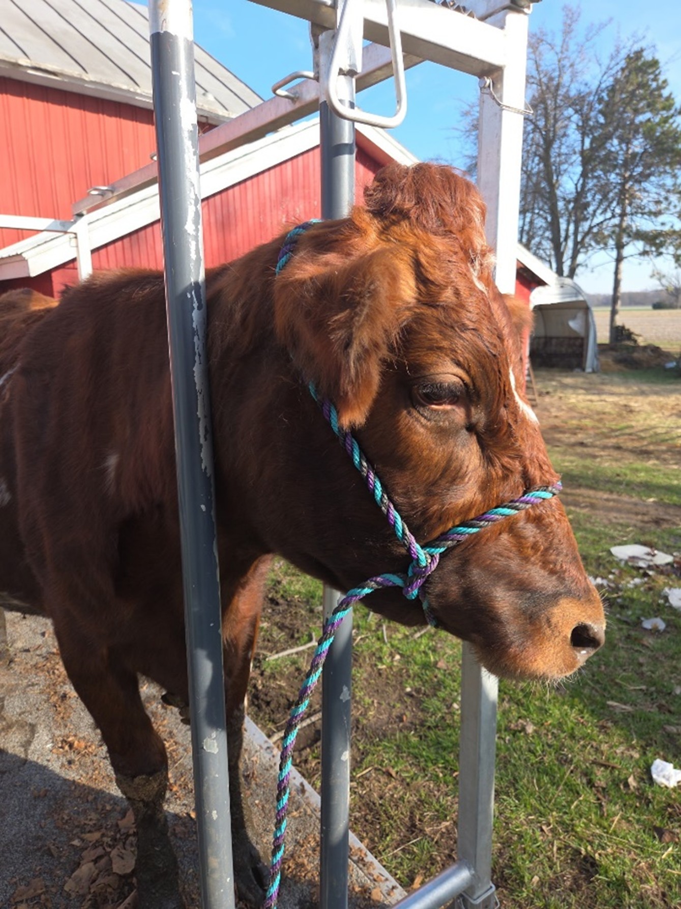 An incorrect halter placement on a dairy animal. The halter is on the wrong side of the cow&rsquo;s head, with the lead rope appearing on the right side of the animal.